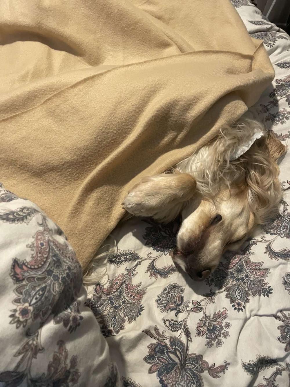 bb